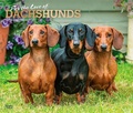 Cover: For the Love of Dachshunds 2027 14 X 24 Inch (Hanging) Monthly Deluxe Wall Calendar Foil Stamped Cover Plastic-Free - Browntrout Publishers