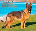 Cover: For the Love of German Shepherds 2027 14 X 24 Inch (Hanging) Monthly Deluxe Wall Calendar Foil Stamped Cover Plastic-Free - Browntrout Publishers