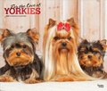 Cover: For the Love of Yorkshire Terriers 2027 14 X 24 Inch (Hanging) Monthly Deluxe Wall Calendar Foil Stamped Cover Plastic-Free - Browntrout Publishers
