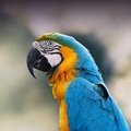 Cover: Macaws - Breeding & Care Guide - A.K
