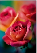 Cover: Gru&szlig;karte Bl&uuml;tentr&auml;ume Motiv Rote Rose - Gerstenberg