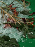 Cover: Abbas Akhavan: Variations on a Garden - Walker Art Centre,U.S.