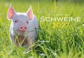 Cover: Schweine Kalender 2027 - Lempertz Edition und Verlagsbuchhandlung