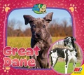Cover: Great Dane - Av2