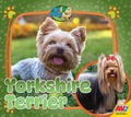 Cover: Yorkshire Terrier - Av2