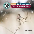 Cover: All about North American Cellar Spiders - Little Mitchie