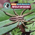 Cover: All about North American Wolf Spiders - Little Mitchie