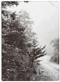 Cover: John Cage & William Gedney: Iris Garden - Magic Hour Press