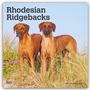 Cover: Rhodesian Ridgebacks - Rhodesian Ridgeback 2027 - 16-Monatskalender - Brown Trout-Auslieferer Flechsig