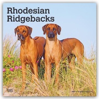 Enlarge image Cover: Rhodesian Ridgebacks - Rhodesian Ridgeback 2027 - 16-Monatskalender - Brown Trout-Auslieferer Flechsig