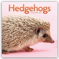 Cover: Hedgehogs - Igel 2027 - Wand-Kalender - Brown Trout-Auslieferer Flechsig
