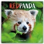 Cover: Red Panda - Rote Pandas - Rote Pandabären 2027 - Wand-Kalender - Brown Trout-Auslieferer Flechsig