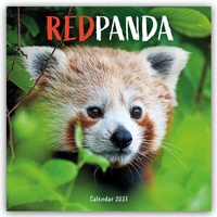 Enlarge image Cover: Red Panda - Rote Pandas - Rote Pandabären 2027 - Wand-Kalender - Brown Trout-Auslieferer Flechsig
