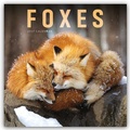 Cover: Foxes - F&uuml;chse 2027 - Wand-Kalender - Brown Trout-Auslieferer Flechsig