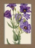Cover: Smithsonian Wildflower Notecard Set - Artwork by Mary Vaux Walcott - Smithsonian Books