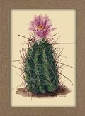 Cover: Smithsonian Cacti Notecard Set - Artwork by Mary Emily Eaton - Smithsonian Books