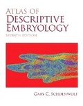 Bild: Atlas of Descriptive Embryology - Pearson