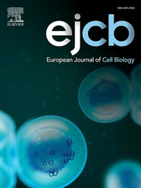 Bild: European Journal of Cell Biology - Urban & Fischer
