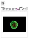 Cover: Tissue and Cell - Elsevier