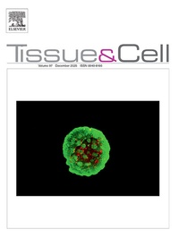 Enlarge image Cover: Tissue and Cell - Elsevier