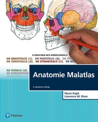 Abbildung von: Anatomie Malatlas - Pearson Studium