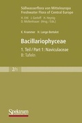 Cover: S&uuml;&szlig;wasserflora von Mitteleuropa, Bd. 02/1: Bacillariophyceae - Spektrum Akademischer Verlag